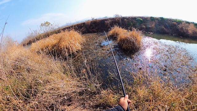 冬季钓鲫鱼，酒米中加入这些饵料效果会更好，别怪我没有告诉你