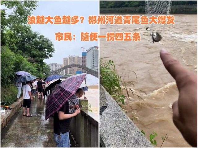 郴州河道涨水青尾鱼泛滥，居民：人均捞半桶，网友担忧把鱼捞绝