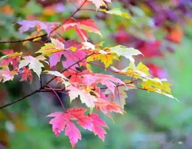川西|秋风起时满山红、红枫岭上色愈浓