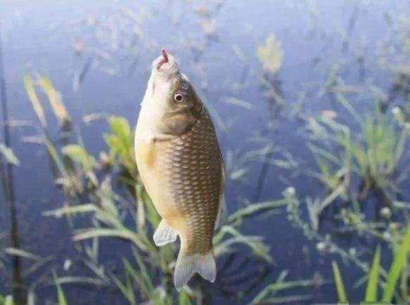 鲫鱼|早春钓鲫鱼，草洞是必争之地！