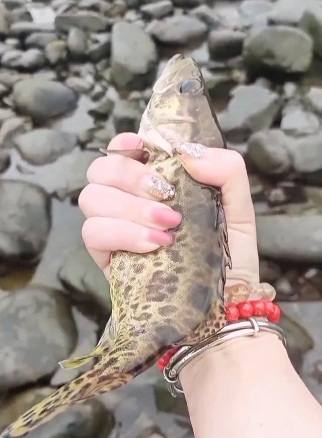 浙江省|浙江：小水坝关闸导致大量鳜鱼搁浅，路人徒手抓了许多鳜鱼