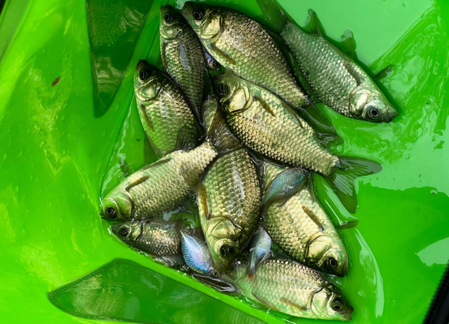 夏季夜钓，掌握四钓四不钓，这才是制胜法宝