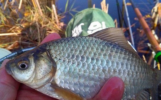 鲫鱼|钓鲫鱼要钓草，为什么都是钓草边，有的人爆护有的人空军？