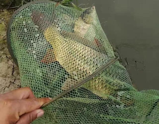 玉米|可以长期保存的玉米窝料，野钓只需打一小把，鲤鱼进窝不肯走！
