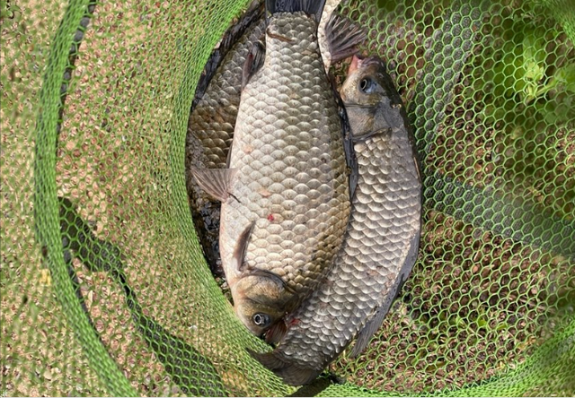 鲤鱼难钓？因为你窝料用错了，这种桌上常见的食物是鲤鱼的最爱