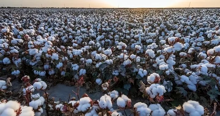 中国每年需进口200万吨棉花，却将大量新疆棉出口，这到底是为何