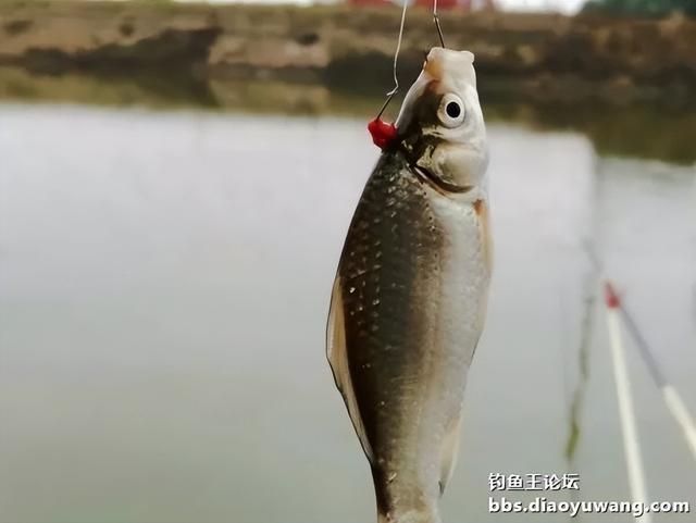 |冷水用饵，我选钓鱼王生鲜虾饵