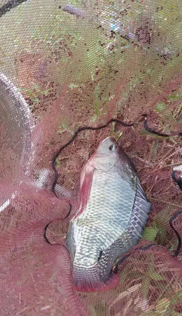 |夏季野钓罗非全攻略，挑水质好的地方，美味赛石斑！