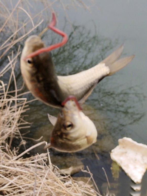 饵料|早春野钓蚯蚓和红虫的使用技巧及诱鱼攻略