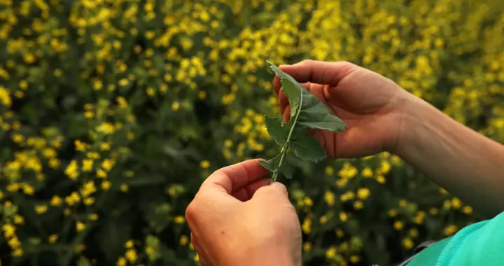 取消对华电车重税，加拿大总理变了：我觉得中国现在比美国更靠谱