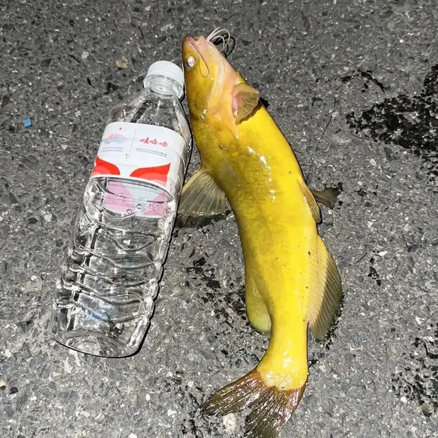 黄辣丁就怕它，只要窝子里来一坨，基本拉到手软