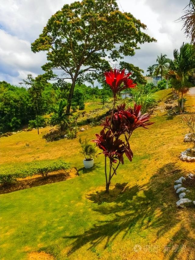 旅游业|岛国牙买加，为何被称为“森林和泉水之国”？