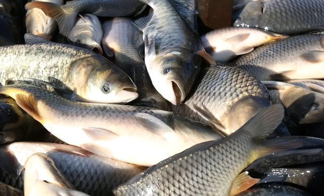 居然比鲤鱼还要难吃？钓鱼佬眼中最难吃的5种鱼，白给都不想要！