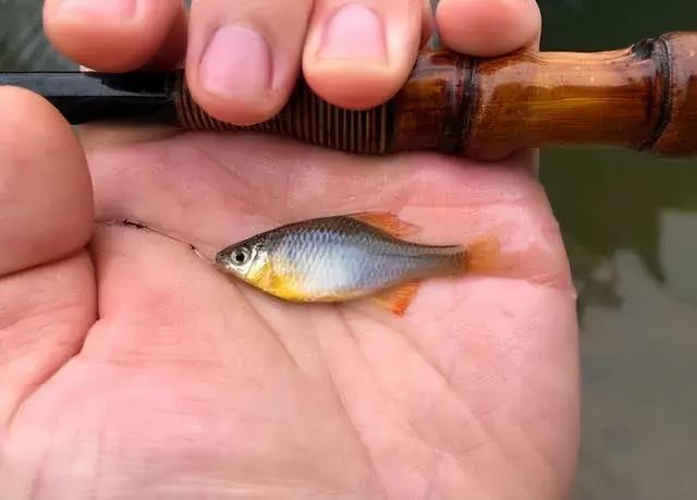 野钓遇到这四种情况，很难钓到鱼，收杆走人别浪费窝料