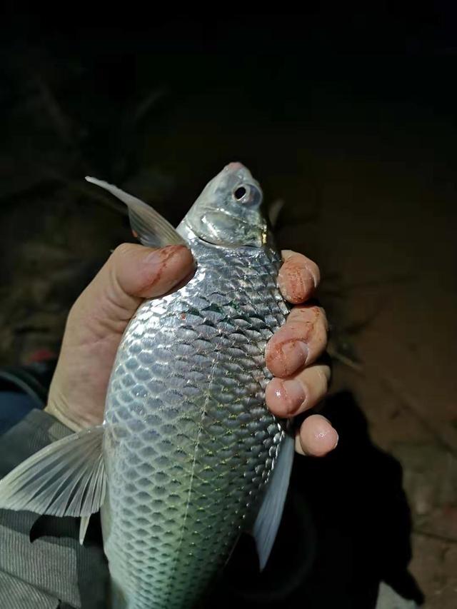 鲮鱼狂口时间已到，攻略分享，越简单越有效