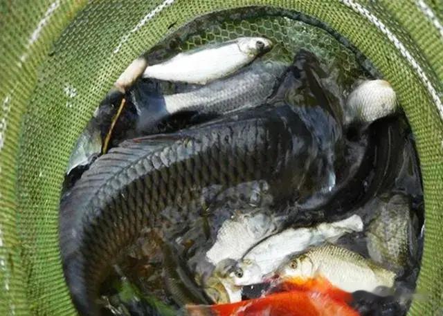 饵料|钓鱼技巧：滑口鱼非常难钓，但掌握这5招让它无处可逃