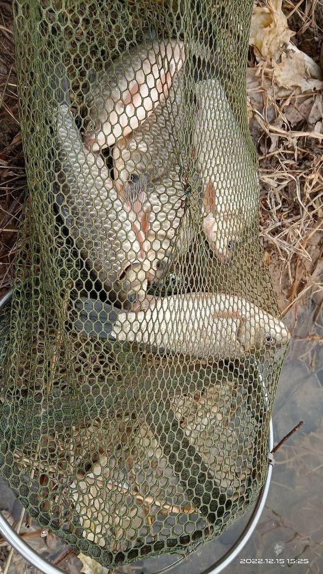 大板|打破冬钓常规，用大钩号上大板。