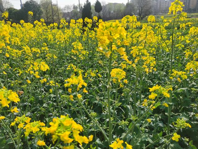 鲤鱼|【开钓节】战双鲤斗板鲫，收货满满！