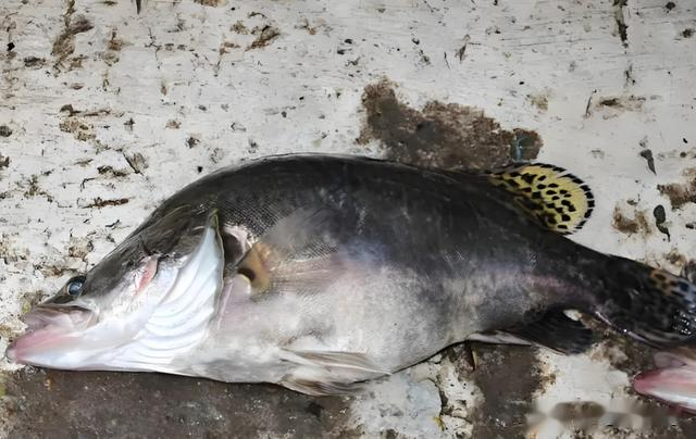 “鳜鱼王”现身！重达2公斤，钓鱼者意外钓获！