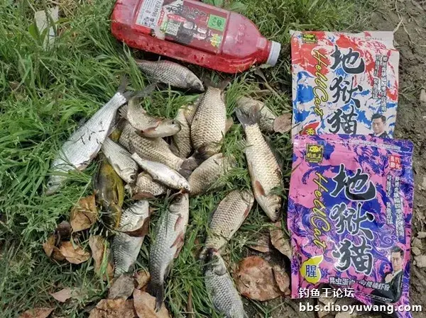 鱼来神米‘搭台’，地狱猫‘唱戏’ 绝了
