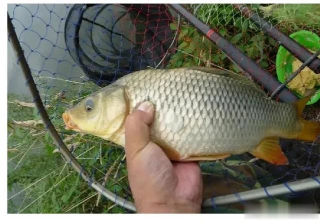 入伏|伏天到，鱼难钓！入伏后鱼就要这样钓，做到4点，渔获翻倍更容易