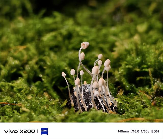 论拍照，vivo X200也很专业！影像评测报告来了