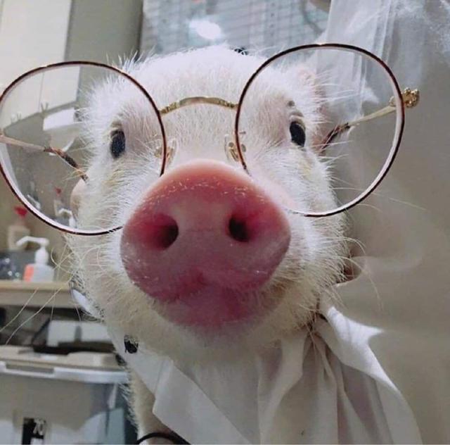 生于4月23日的生肖属猪人士，今日需注意健康和人际交往花费。