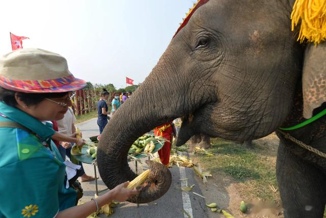 动物能有多记仇？泰国男子用针扎了大象的鼻子，20年后被大象报复