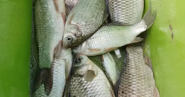 饵料|浅谈低温天气野钓，当然可以钓得到，饵料、钓位、钓法详解