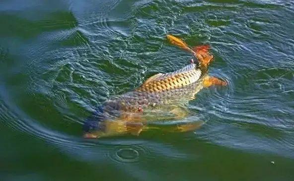 鲤鱼|春季水库钓鲤鱼，调漂技巧用对了，上鱼又快又准！