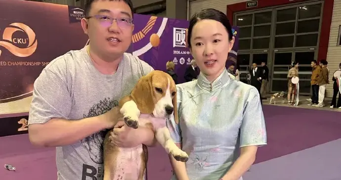 网友偶遇霍思燕现身青岛犬展，连换两套旗袍亮相，全程亲自牵狗