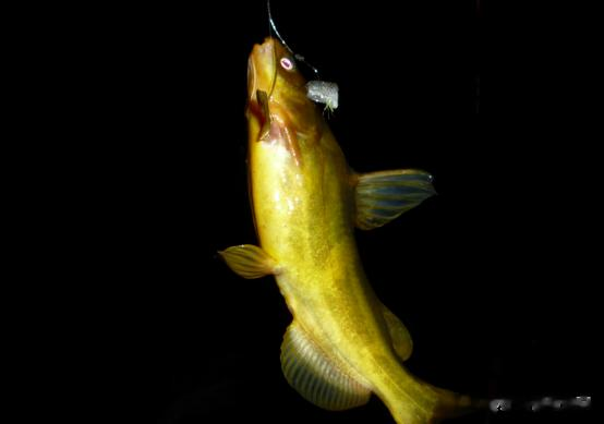 下酒菜|小暑气温高，黄辣丁好钓！运用3个“技巧”，狂拉黄颡鱼当下酒菜