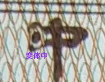 |80版字变体的新宠大眼中一角