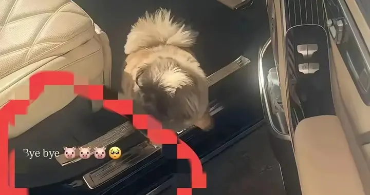 汪小菲拦孕妻直播！马筱梅飞湾湾陪继子女过圣诞，夫妻日子太稳了