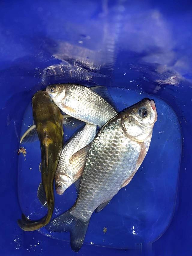 鲫鱼|钓鱼日记——2023年3月25日（南沙河沿岸夜钓）