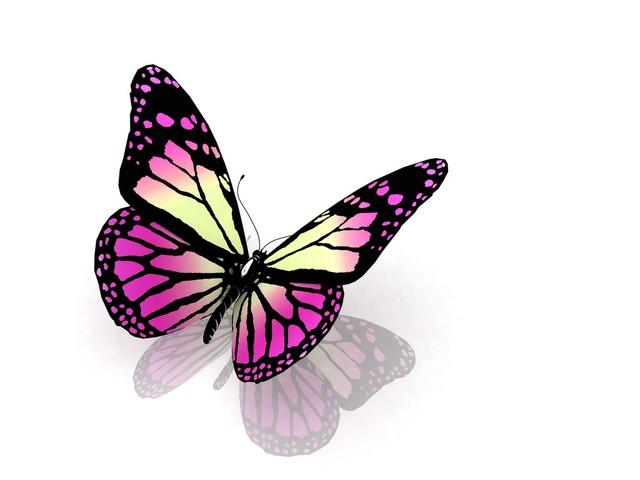 心理测试:你要放飞哪只蝴蝶，测你立即要改的缺点是什么？