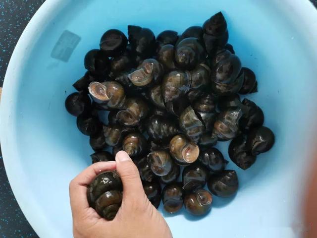 钓黄辣丁简单粗暴的3种窝料，可惜最后一种很少有人知道