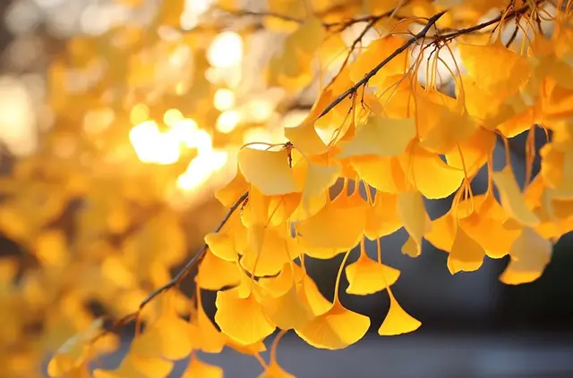 告别九月，喜迎十月，小众温柔十月文案，高级感满满~