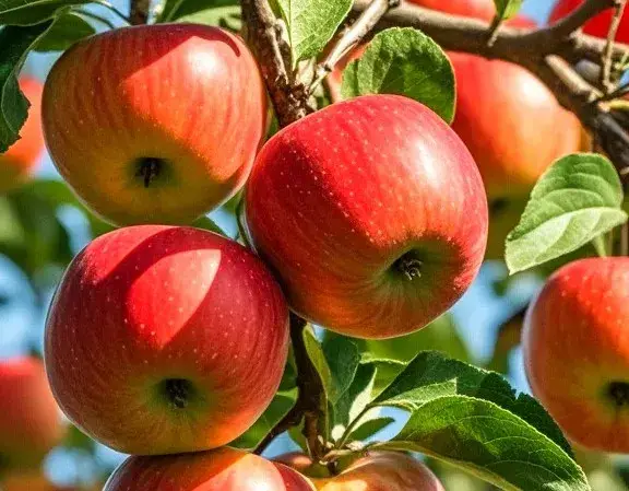 树上苹果美图分享，果实累累，垂涎欲滴