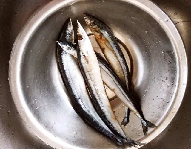 秋刀鱼|日本人喜欢的秋刀鱼，为何不受我们待见？鱼贩：4个原因很现实