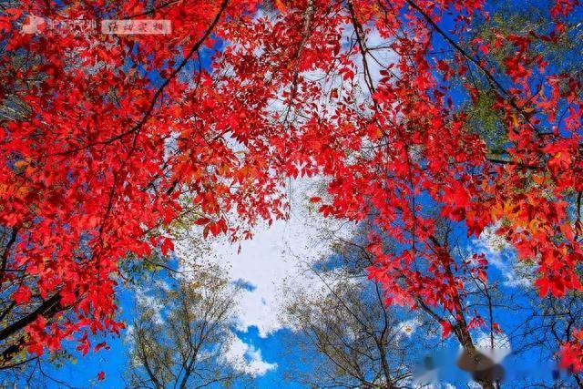 |东北的秋天太靓了！国庆打卡超隐蔽小众赏秋地，红枫似火美如画