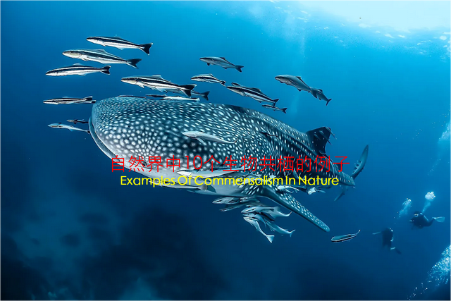什么是生物共栖关系？看自然界中生物共栖的10个例子