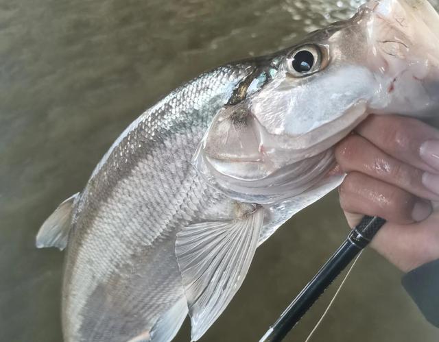 |翘嘴白天躲在哪？路亚应该怎么钓？用什么饵？