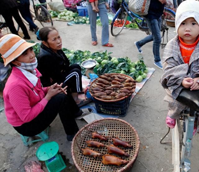 |躲过了中国人的筷子，却被越南人当做美食？越南人为啥爱吃鼠肉?