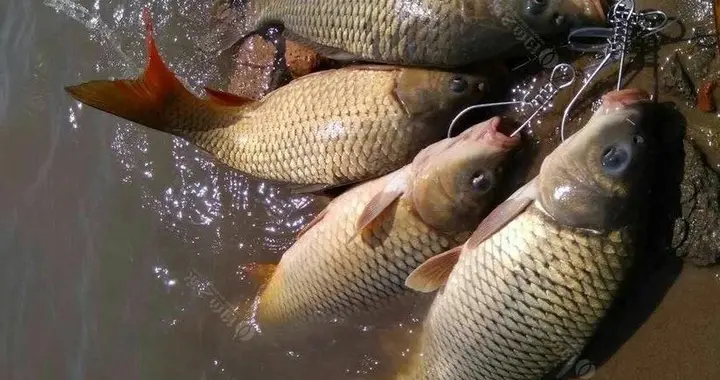 |钓鱼：饵料和装备只是基础，想钓到鱼就要学会“找鱼”