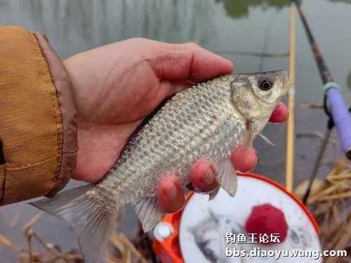 地狱猫寻鲫，双铅钓法应对走水