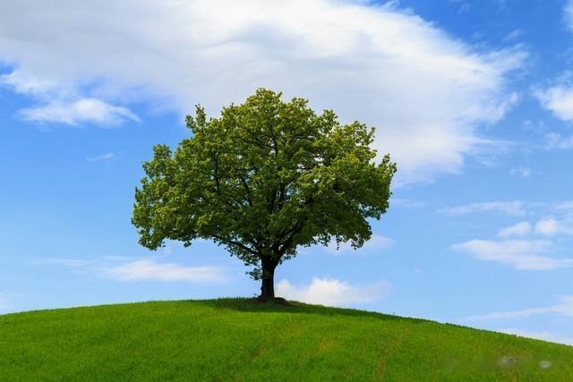 心理测试：你会选择在哪棵树下乘凉，测你在生活中容易失去什么？