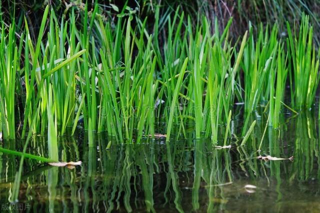 |夏季浮钓草鱼技巧，找准鱼层最重要