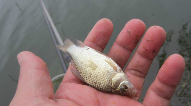 如何从菜鸟进阶钓鱼高手？把这些细节做好，你就是高手