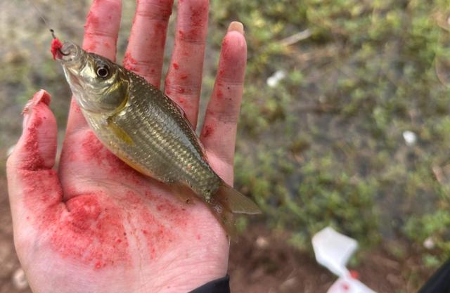 天然饵料谁称王？这5种胜过商品饵，便宜还好用